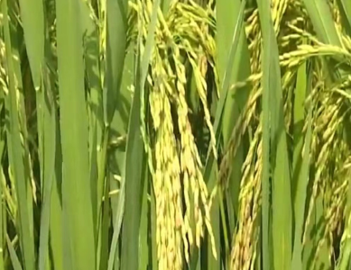 水稻抗高温干旱技术措施