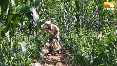 高山蔬菜迎收获 乡亲日子越过越红火