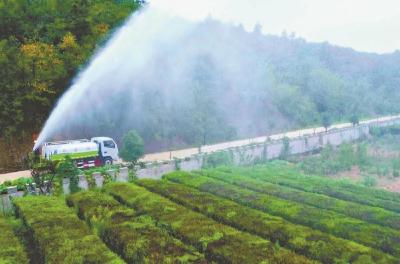 襄阳谷城农技人员为茶园抗旱支招