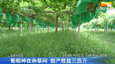 葡萄种在杂草间 亩产效益三四万