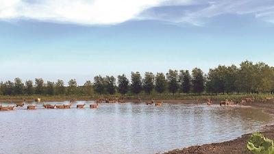 荆州世界最大麋鹿野生种群繁衍兴旺
