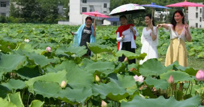 通城抛荒复垦 莲花催生“致富花”
