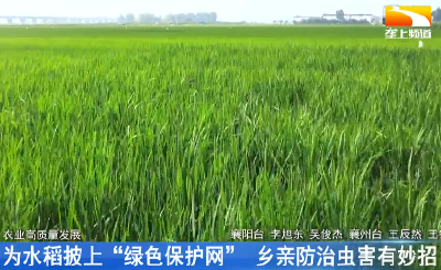 为水稻谷披上“绿色保护网” 乡亲防治虫害有妙招