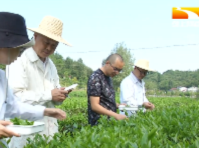 宜昌引进速溶茶生产线 大力提升夏秋茶利用率