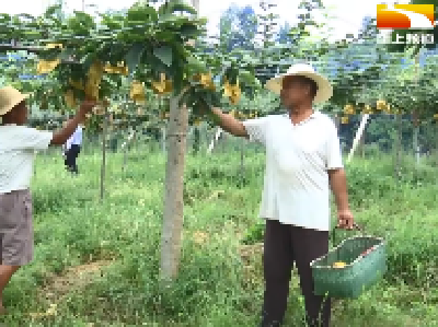 翠冠梨新鲜上市 特色种植助农增收