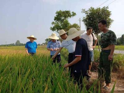 省部专家组分赴12个中稻主产区开展技术指导