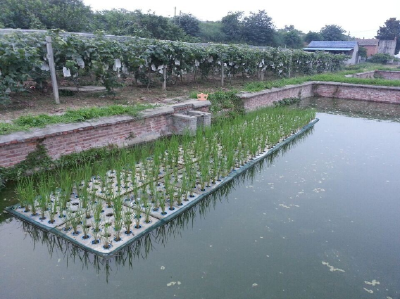 养殖池塘水上农作原位水质净化实用模式