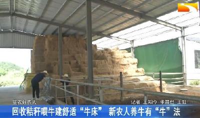 回收秸秆喂牛建舒适“牛床” 新农人养牛有“牛”法