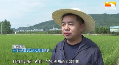 抗高温保收成 房县农技人员下乡支招
