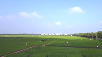 襄阳：绿色防控 水稻增收的秘密武器