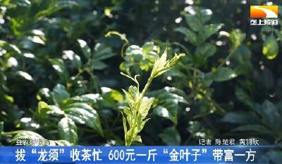 拔“龙须”收茶忙 600元一斤“金叶子”带富一方