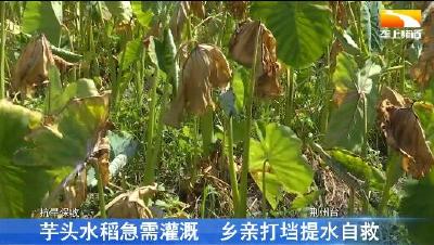 芋头水稻急需灌溉 乡亲打垱提水自救
