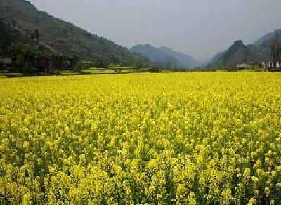 湖北省油菜籽外流状况得到扭转 菜籽加工增长156%