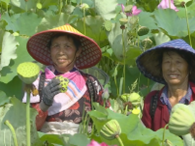 荆州“藕田养虾”收益好 一亩年入7000元