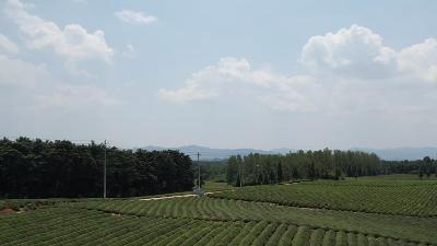 绿色防控“四法宝”守护生态茶园
