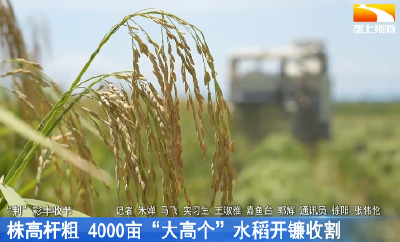 株高超2米 4000亩“大高个”水稻开镰收割