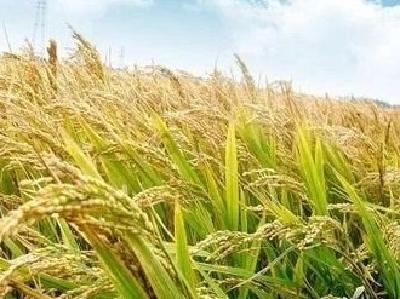 湖北省早稻病虫害防控处置率达99.7%