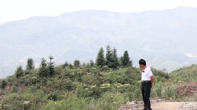 石头山上种桃卖风景 古稀老人把荒山变花果山