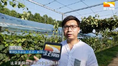 3年打造5万亩标准化示范田 华农团队推广一站式建园