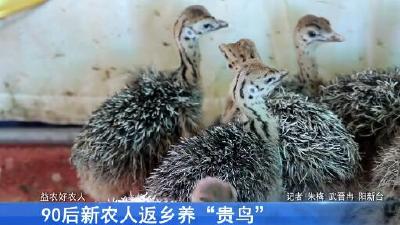 90后新农人返乡养“贵鸟”
