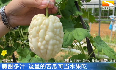 脆甜多汁 这里的苦瓜可当水果吃