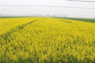 宜昌：油菜安全越冬技术指导意见