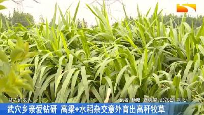 武穴乡亲爱钻研 高粱+水稻杂交意外育出高秆牧草