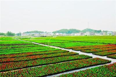 黄石大冶建设现代农业产业基地