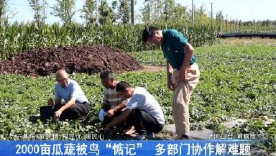 2000亩瓜蔬被鸟“惦记” 多部门协作解难题