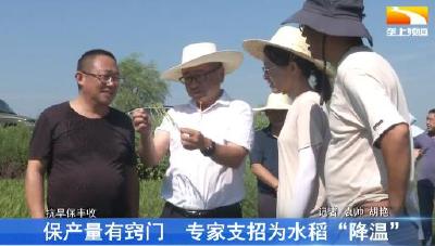 保产量有窍门 专家支招为水稻“降温”