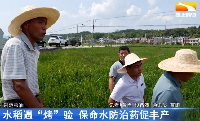 水稻遇“烤”验 保命水防治药保丰产