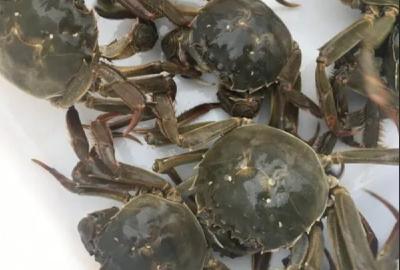 洪湖清水蟹