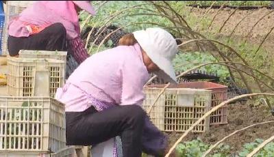 多措并举抗旱保苗 潜江15万亩蔬菜移栽忙