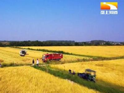 荆楚大地稻浪飘香 乡亲抢收加工忙