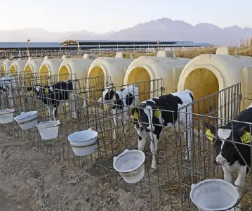湖北规模最大奶牛养殖及乳制品加工项目落户襄阳