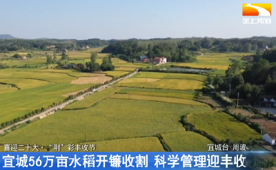 “荆”彩丰收节｜宜城56万亩水稻开镰收割 科学管理迎丰收