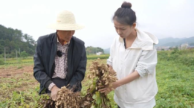 黄冈红安早花生开拔 抢“鲜”上市口感甜脆