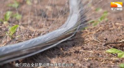 多方调水到田间 嘉鱼蔬菜秋播移栽稳步推进
