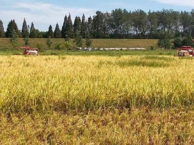 荆州：中稻转型再生稻增产增收 新模式再次提升收益