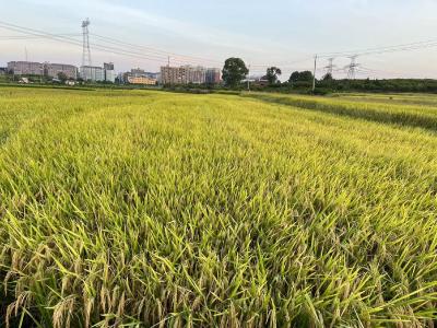 水稻高产优质施肥技术