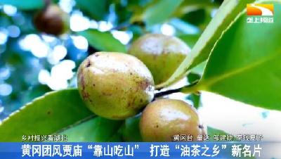 黄冈团风贾庙“靠山吃山” 打造“油茶之乡”新名片