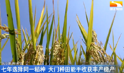 七年选择同一稻种 天门种田能手收获丰产稳产