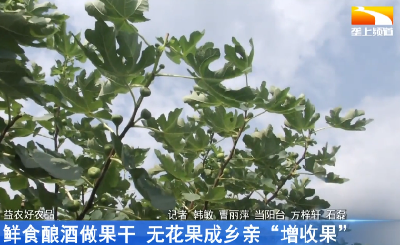 鲜食酿酒做果干 无花果成乡亲“增收果”