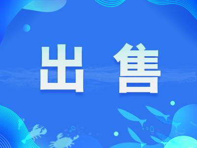 黄冈：出售青鱼