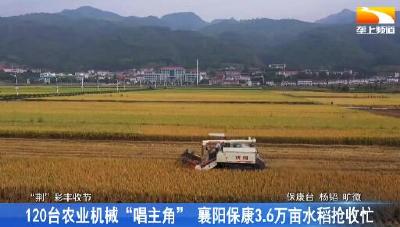 120台农业机械“唱主角” 襄阳保康3.6万亩水稻抢收忙