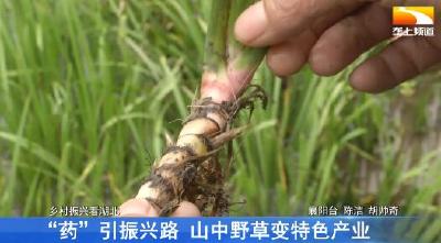 “药”引振兴路 山中野草变特色产业