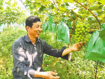 探访鄂州东沟镇“小美”果业：一亩葡萄产值10万元