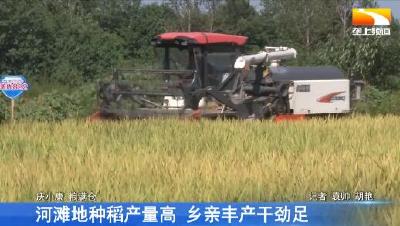 河滩地种稻产量高 乡亲丰产干劲足
