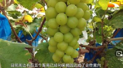 5万斤葡萄盼销路 政府部门牵线搭桥
