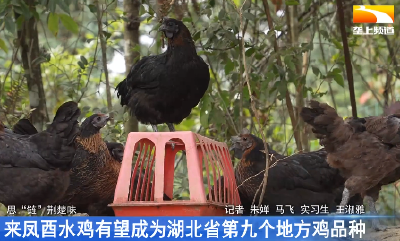 来凤酉水鸡有望成为湖北省第九个地方鸡品种